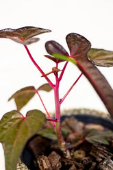Abelmoschus sp. Papua "Cendrawasih dark form"